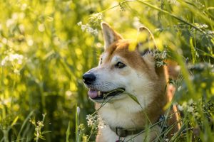 Cours Pikachu Inu : Analyse, prévisions et conseils d’achat crypto