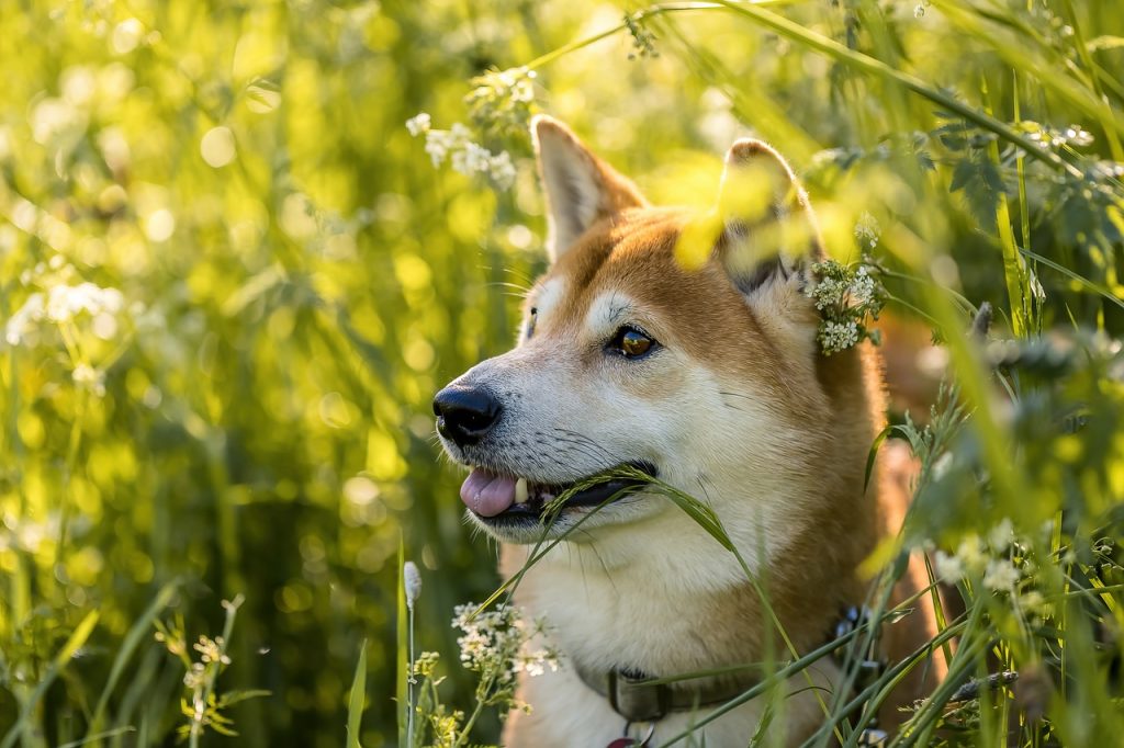Cours Shiba Inu : Analyse complète et perspectives d&rsquo;avenir